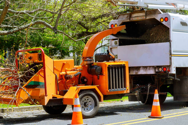 Belmont Estates, VA  Tree Services Company